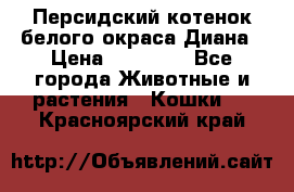 Персидский котенок белого окраса Диана › Цена ­ 40 000 - Все города Животные и растения » Кошки   . Красноярский край